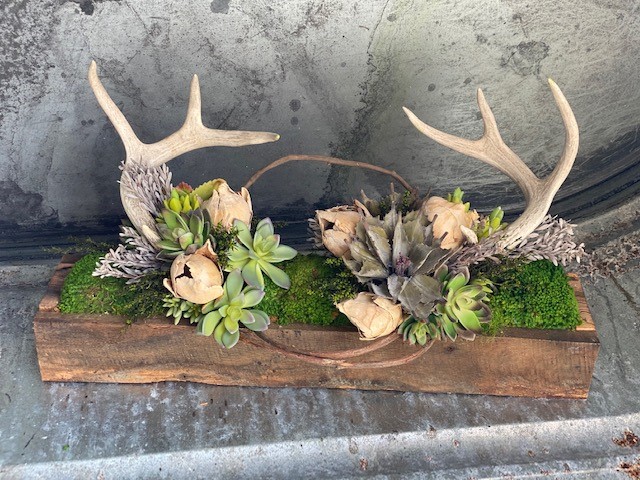 Antlers with Succulents - Click Image to Close